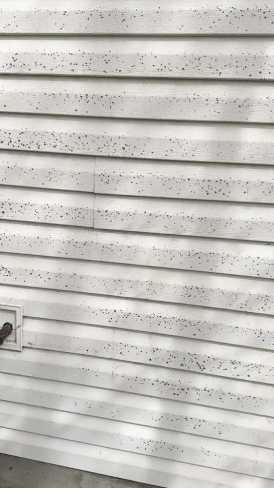 Before soft washing — black mold on vinyl siding