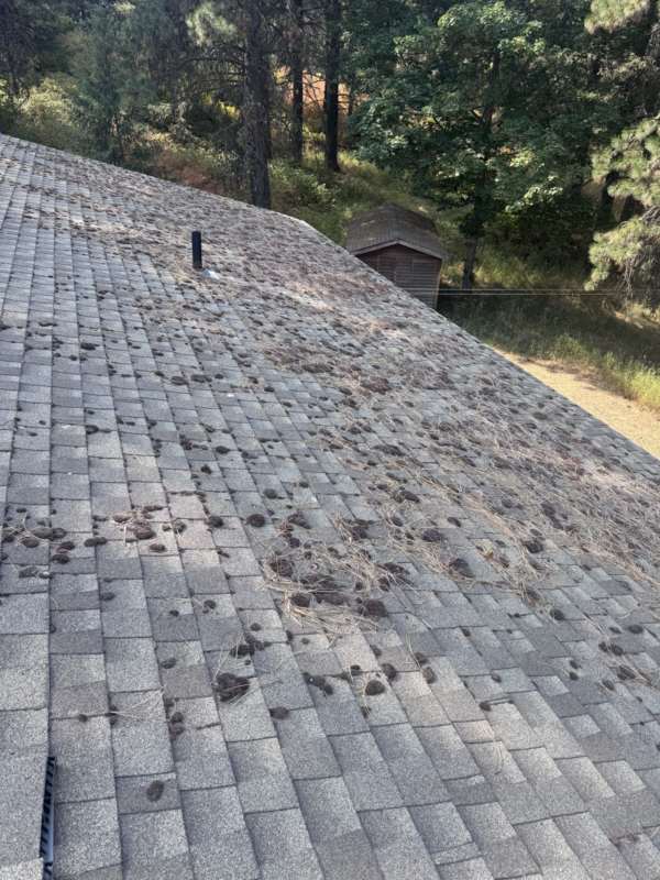 Moss and needle buildup on a shingle roof